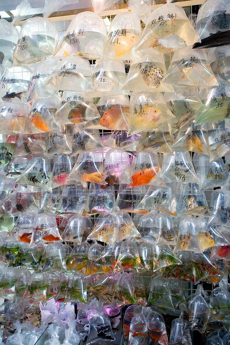 CHINA HONG KONG KOWLOON MONG KOK TUNG CHOI STREET Tropical fishes that Chinese use for Fang Sui improvement, in small plastic water bags with Chinese ideograms and Hong Kong Dollar price written on them, hanged on a wall for sale