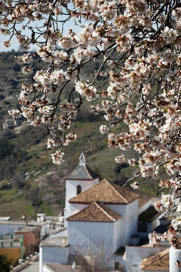 Busquístar Church, and almond trees in bloom  Alpujarra, Granada, Andalusia, Spain