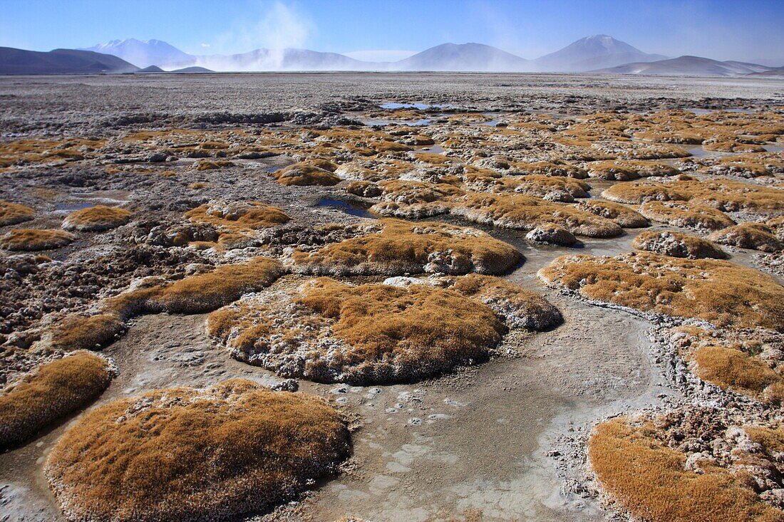 Salar salt flat de Ascotan in the Andes, in the vicinity of Ollague, Antofagasta region, Chile