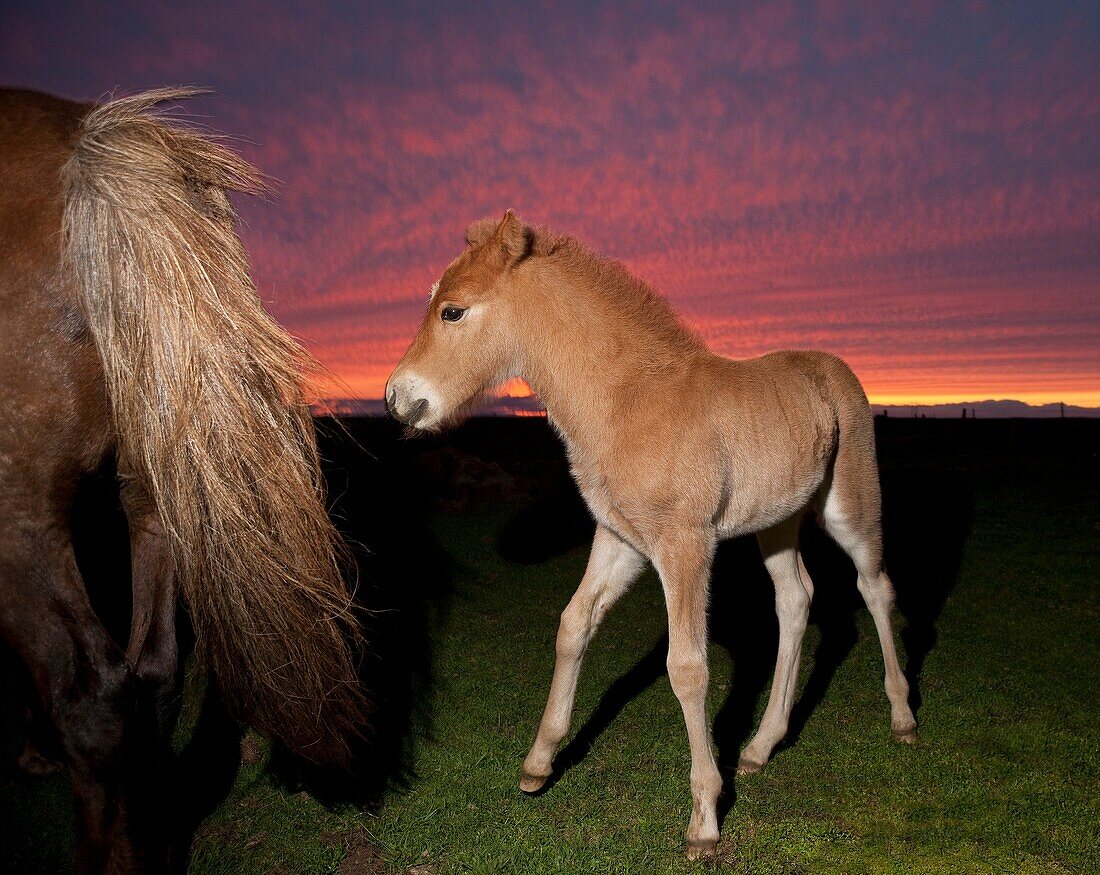 Icelandic foal and mare with midnight sun, Iceland