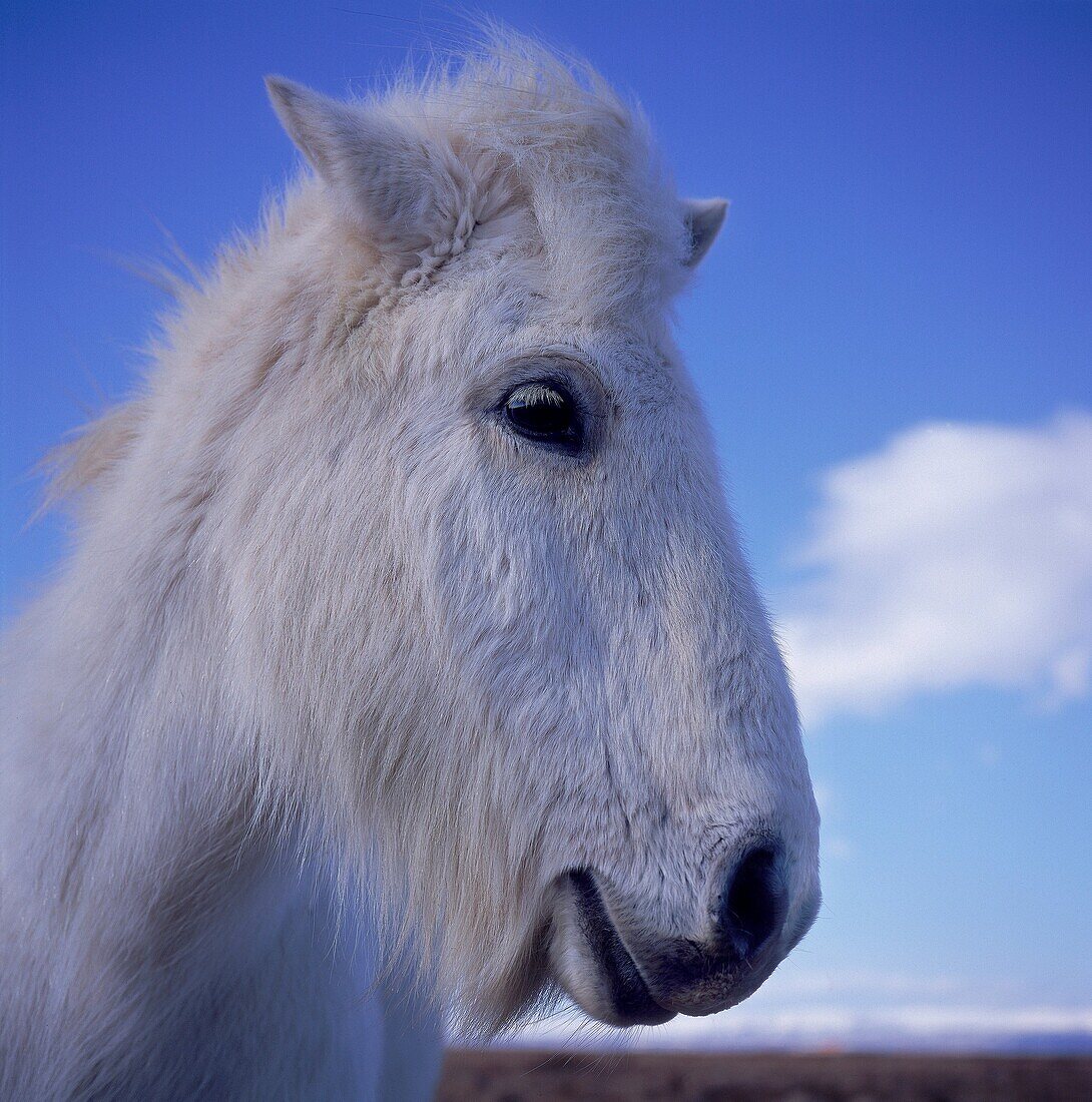 Portrait of White Horse