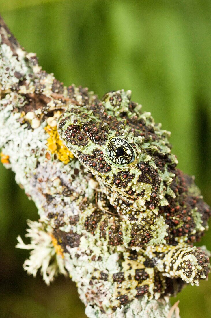 Mossy frog, Theloderma corticale, native to Northern Vietnam and possibly China