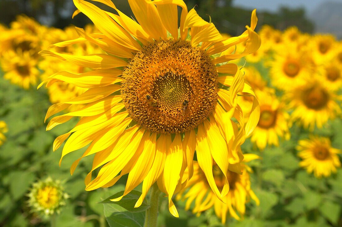 sunflower field, sunflower fields of lopburi, central Thailand