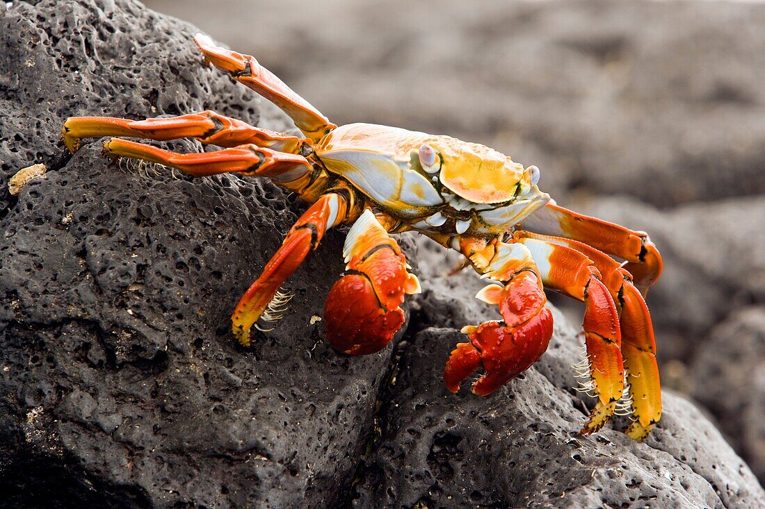 Sally Lightfoot Crab Red Rock Crab at Barge Beach - Santa Cruz Island, Galapagos Islands, Ecuador