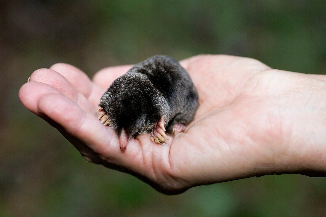 Close-up of Hairy-Tailed Mole - Brevard, North Carolina, USA