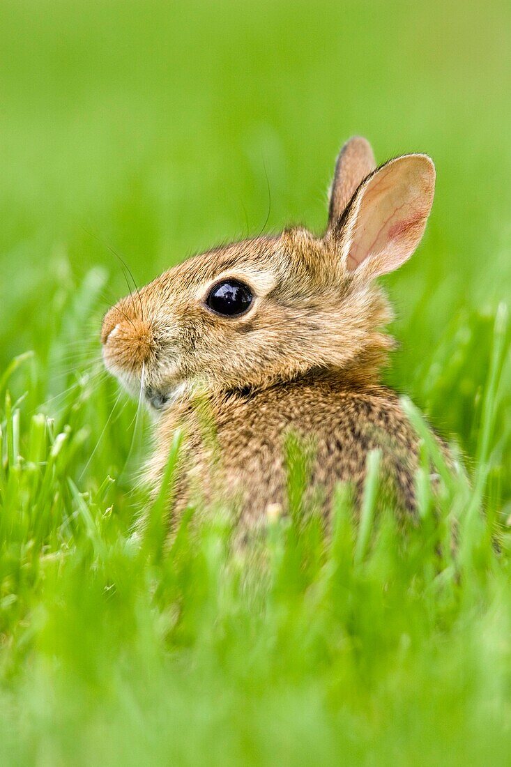 Rabbit in green grass - Cheam Lake Wetlands Regional Park - Chiliwack, British Columbia