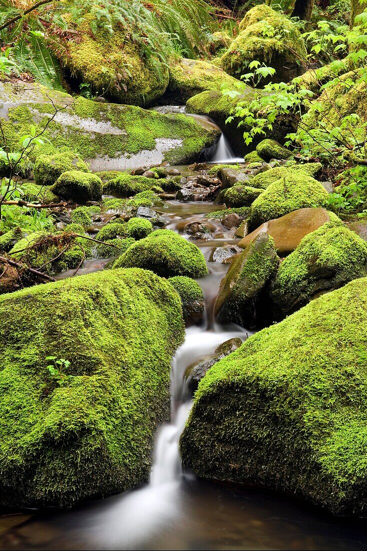 Creek with moss covered rocks - Beacon Rock State Park, North Bonneville, Washington