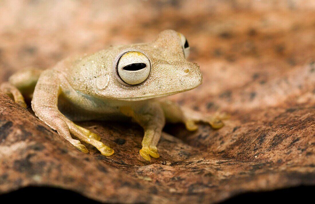 Close-up of tree frog on leaf - Yasuni National Park, Napo Province, Ecuador