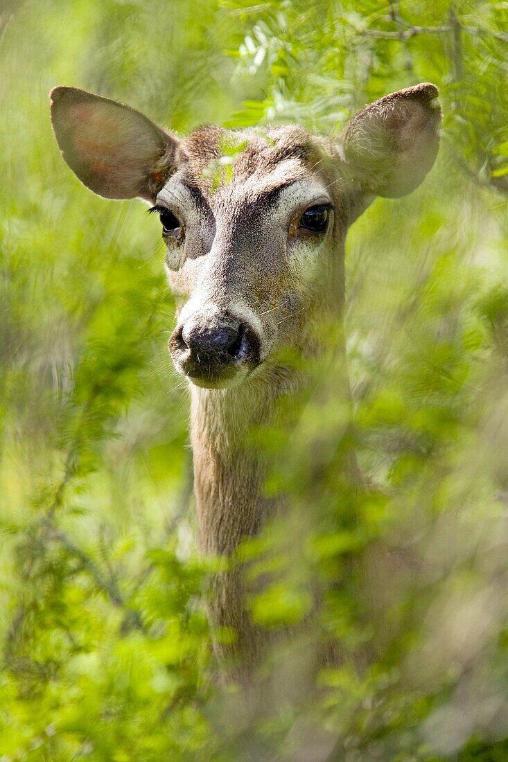 White-tailed Deer - Los Novios Ranch - near Cotulla, Texas USA