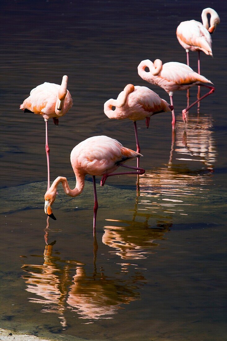 Greater Flamingos - Isabela Island - Galapagos Islands, Ecuador
