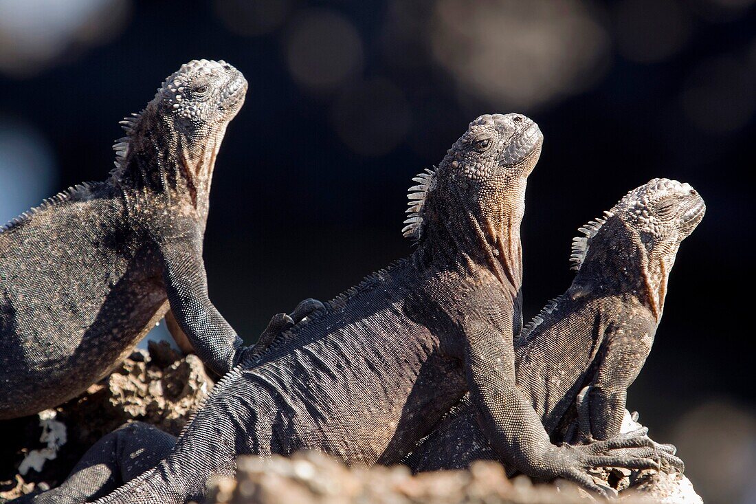 Marine Iguanas - Islote Tintoreras - near Isabela Island, Galapagos Islands, Ecuador