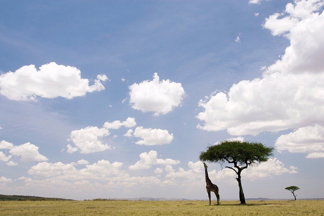 Masai Giraffe feeding on Acacia Tree in vast Mara landscape - Masai Mara National Reserve, Kenya