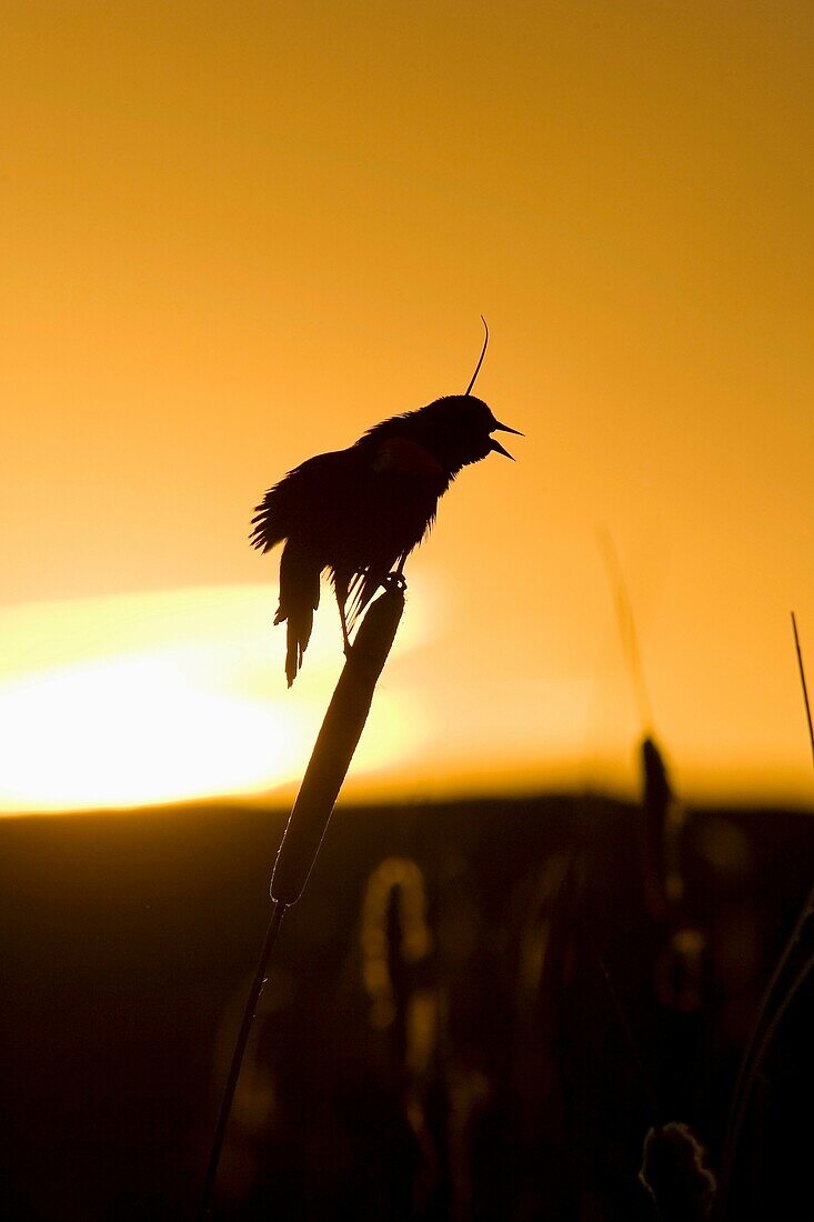 Red-Winged Blackbird in the sunset - Steamboat Rock State Park - Washington, USA