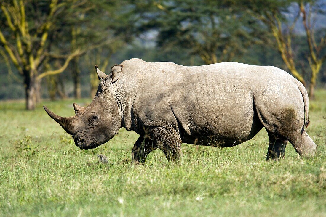 White Rhinoceros - Lake Nakuru National Park, Kenya