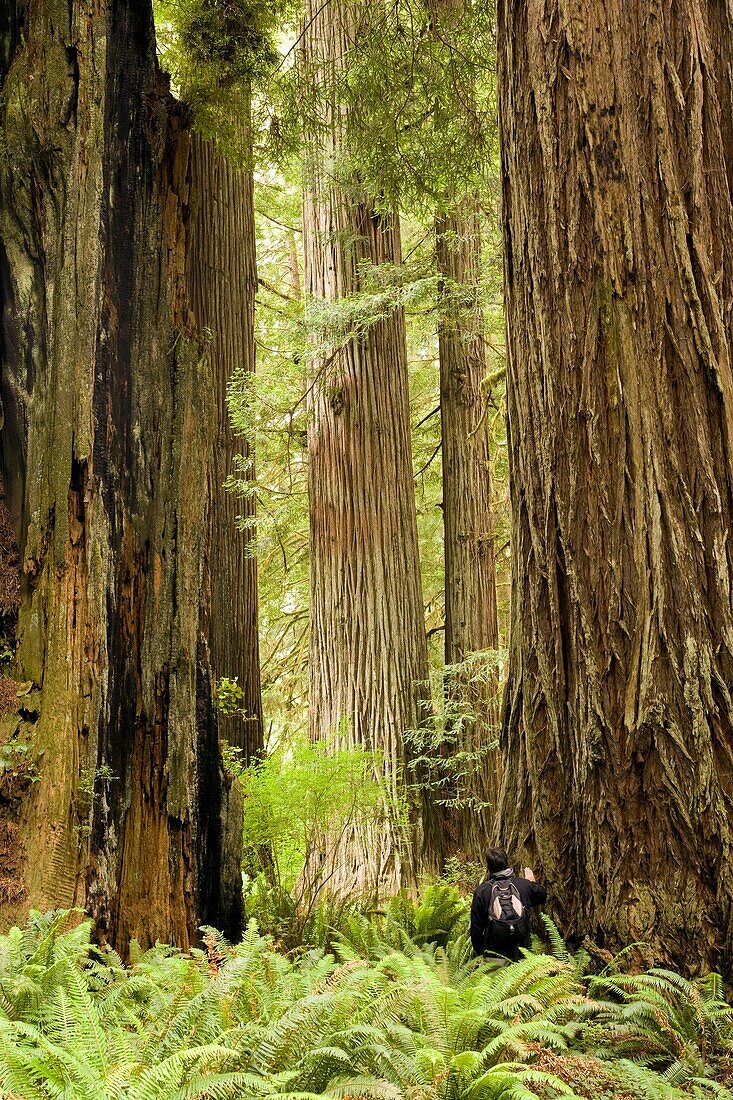 Backpacker among Ancient Giant Redwoods - Prairie Creek Redwoods State Park - near Crescent City, California