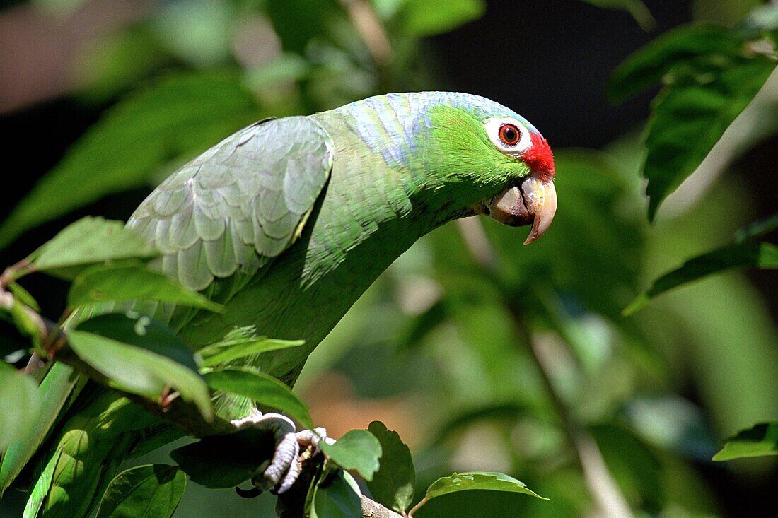 Red-lored Parrot Captive - Costa Rica