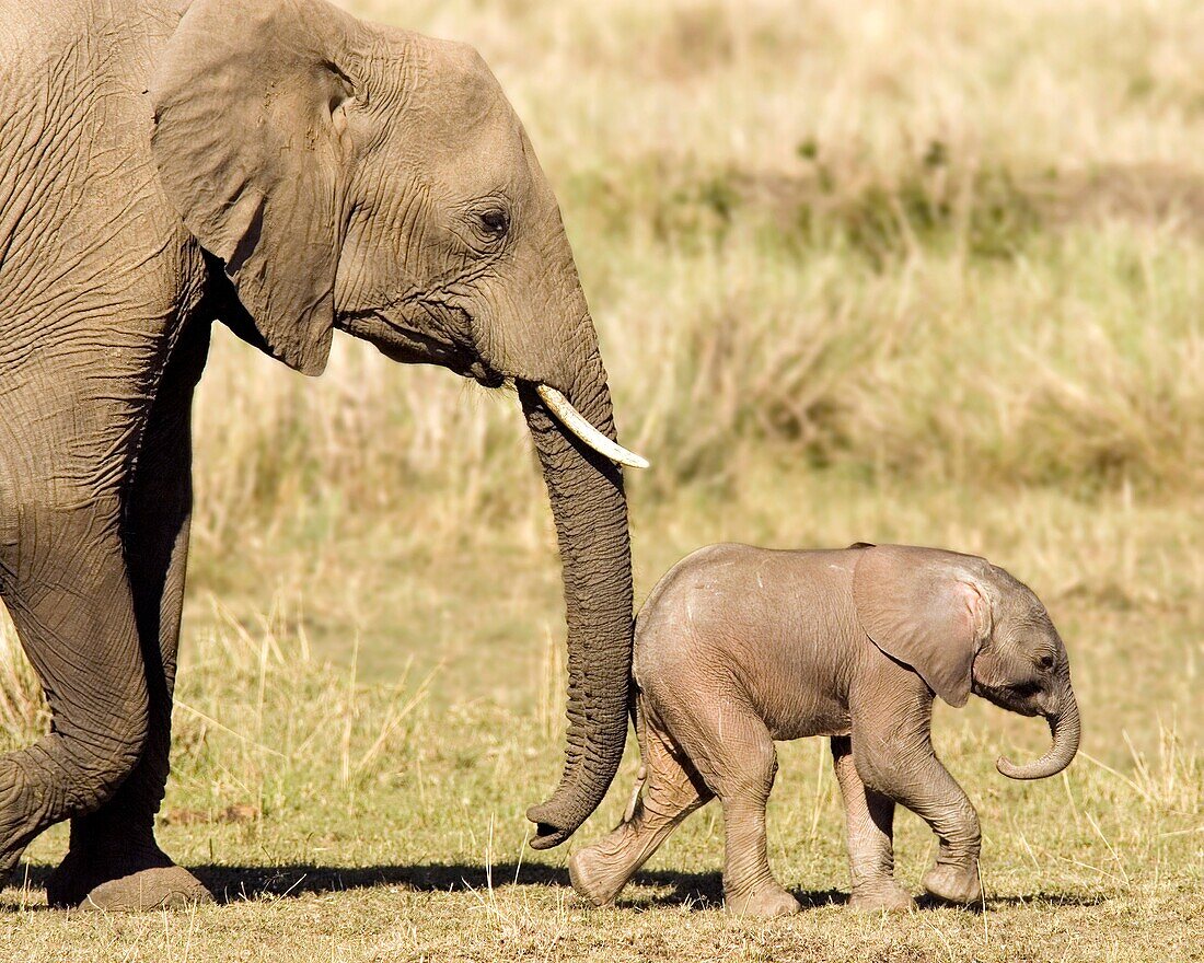 Mother and Baby African Elephant - Masai Mara National Reserve, Kenya