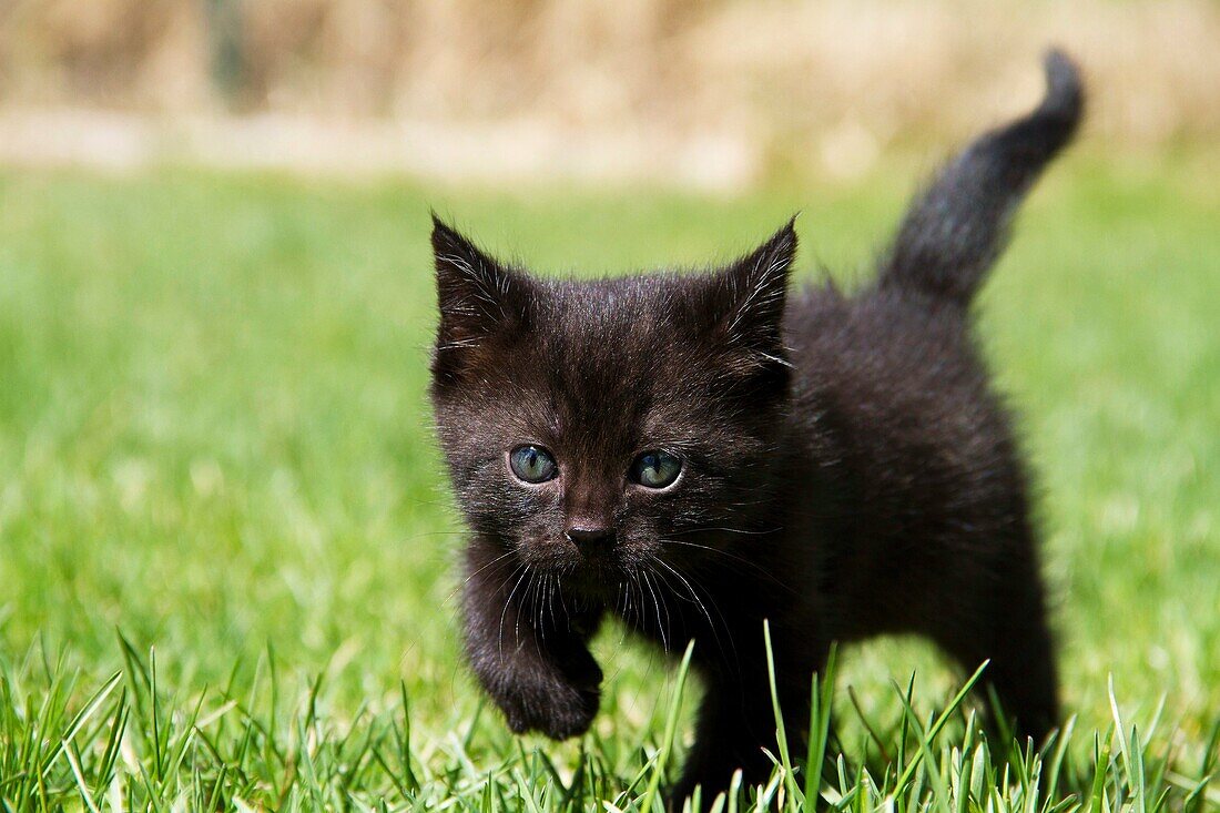 Kitten Playing in the Grass