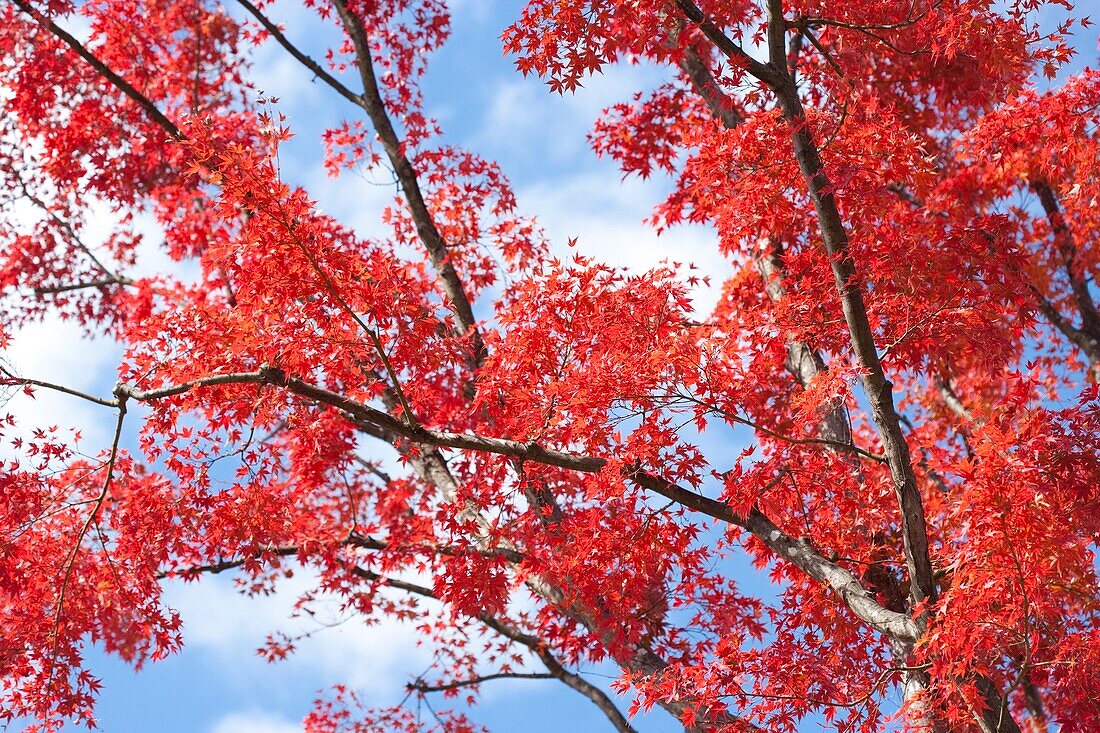 Red Japanese Maple tree, Honshu, Japan
