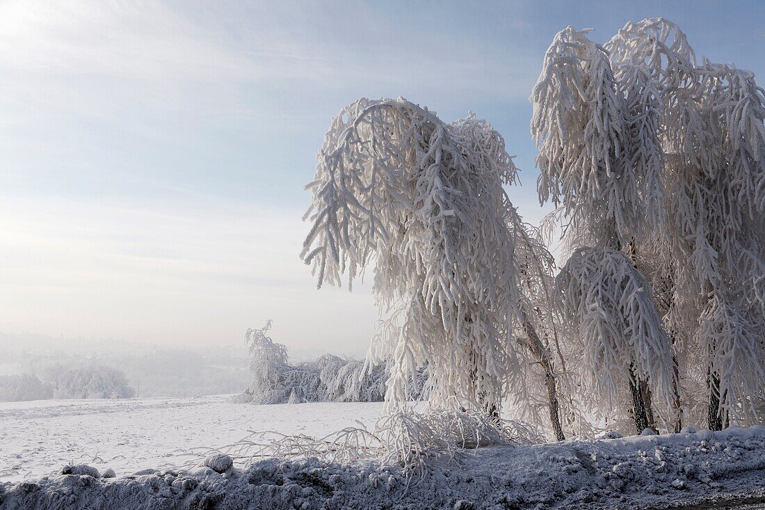 Winter scene