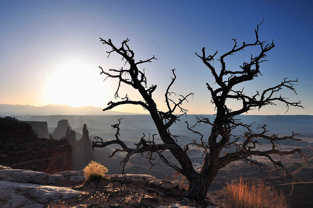 Silhouette of try in front of rock spires at sunrise, Island in the Sky, Canyonlands National Park, Moab, Utah, Southwest, USA, America