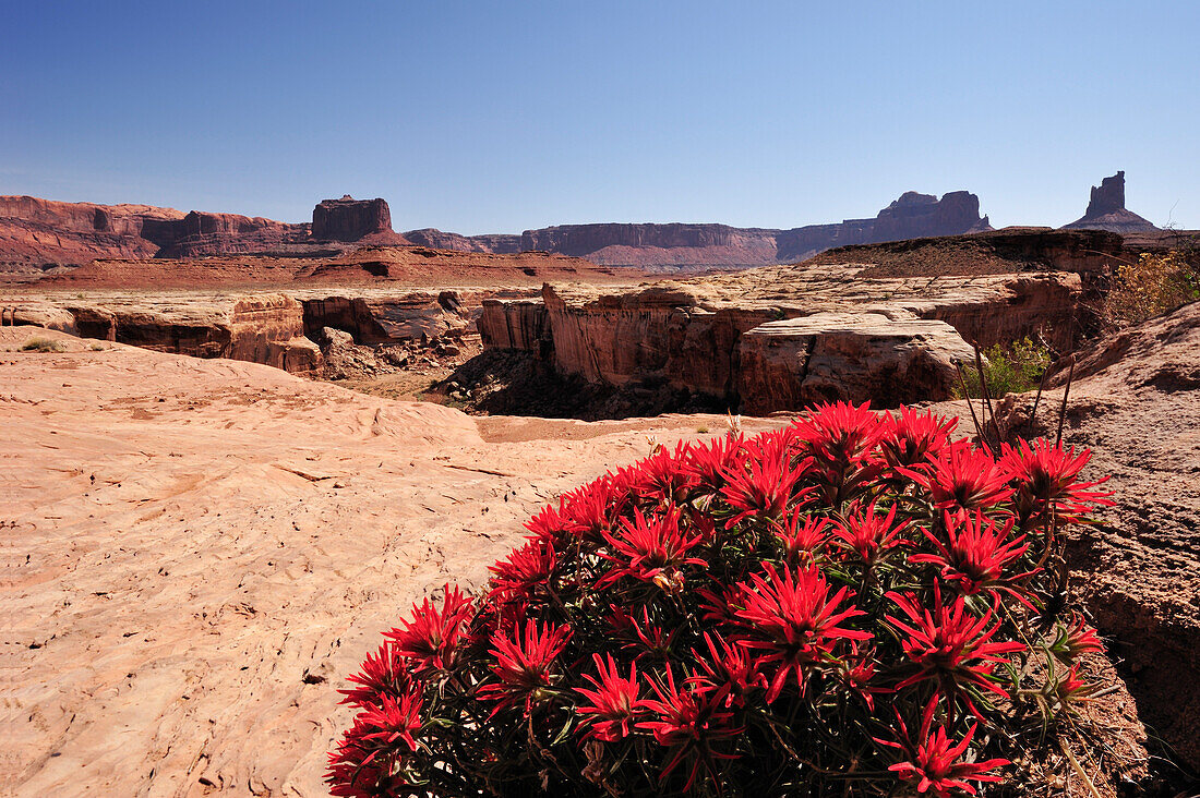 Flowering red Indian paintbrush, Castilleja, at White Rim Drive, White Rim Trail, Island in the Sky, Canyonlands National Park, Moab, Utah, Southwest, USA, America