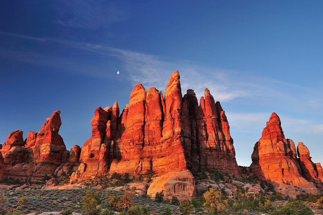 Rock spires in Chesler Park, Needles Area, Canyonlands National Park, Moab, Utah, Southwest, USA, America