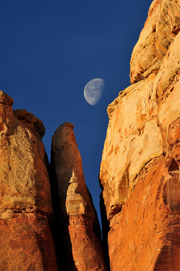 Mond über Felstürmen im Chesler Park, Needles Area, Canyonlands Nationalpark, Moab, Utah, Südwesten, USA, Amerika