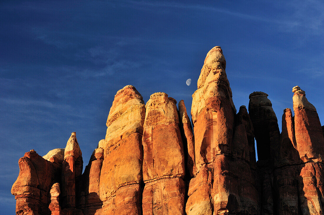 Rock spires in Chesler Park, Needles Area, Canyonlands National Park, Moab, Utah, Southwest, USA, America