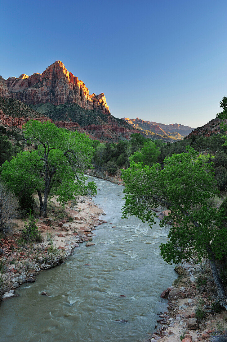 Virgin River und The Watchman, Zion Nationalpark, Utah, Südwesten, USA, Amerika