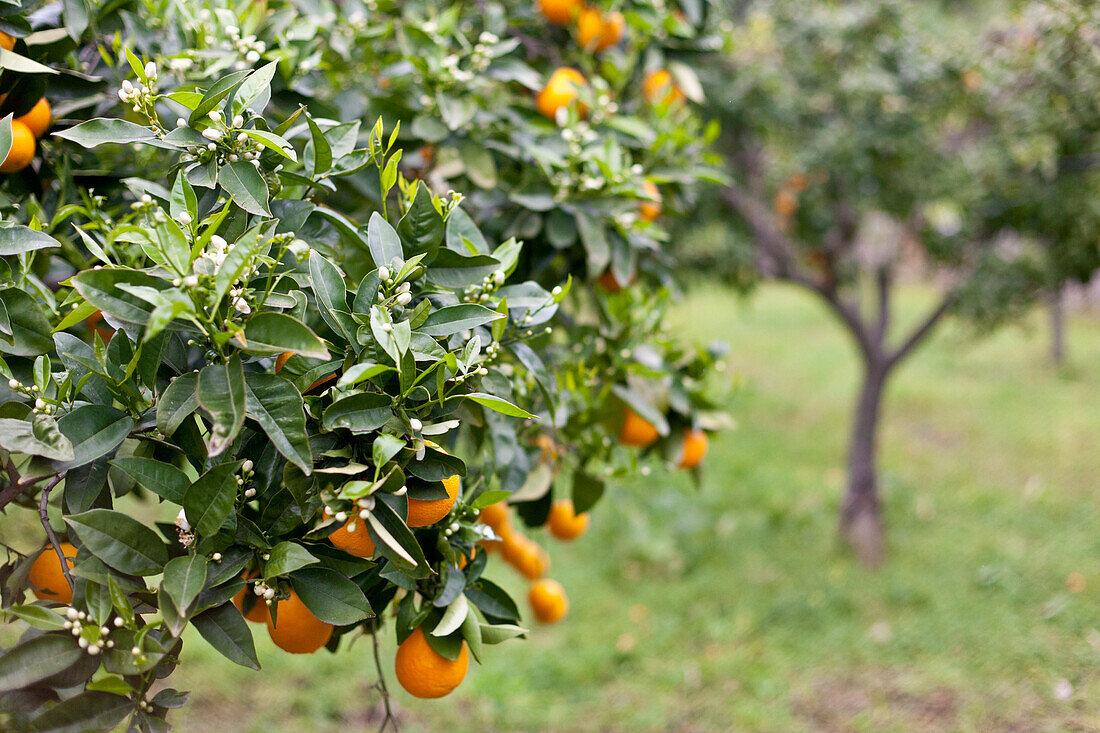 Orangenhain, Orangental, Tramantura, Soller, Mallorca, Spanien