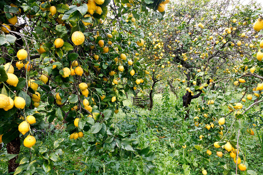 Zitronenbäume mit reifen Zitronen, Soller, Mallorca, Spanien