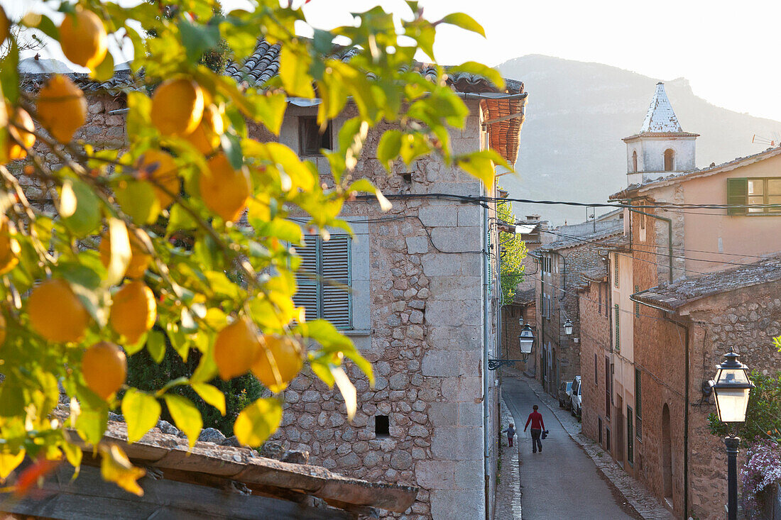 Lemon tree growing over the alley, romantic mountain village Biniaraix, Tramantura, Biniaraix, Mallorca, Spanien