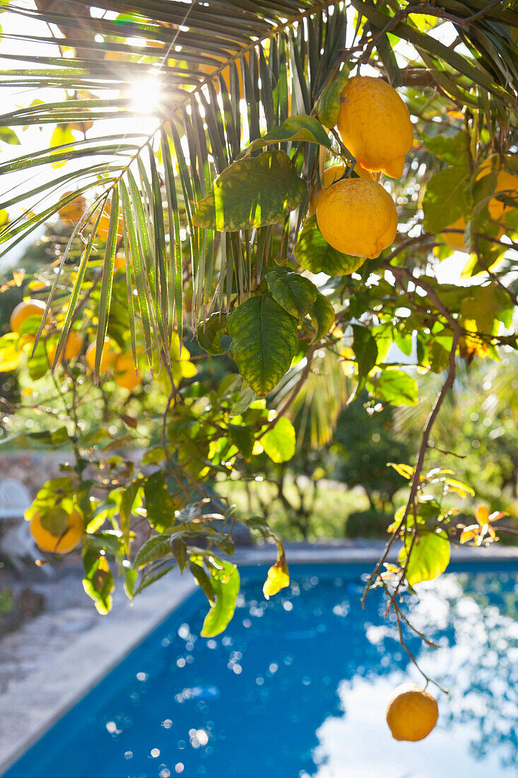 Zitronenbäume mit reifen Zitronen und Pool im Hintergrund, Soller, Mallorca, Spanien