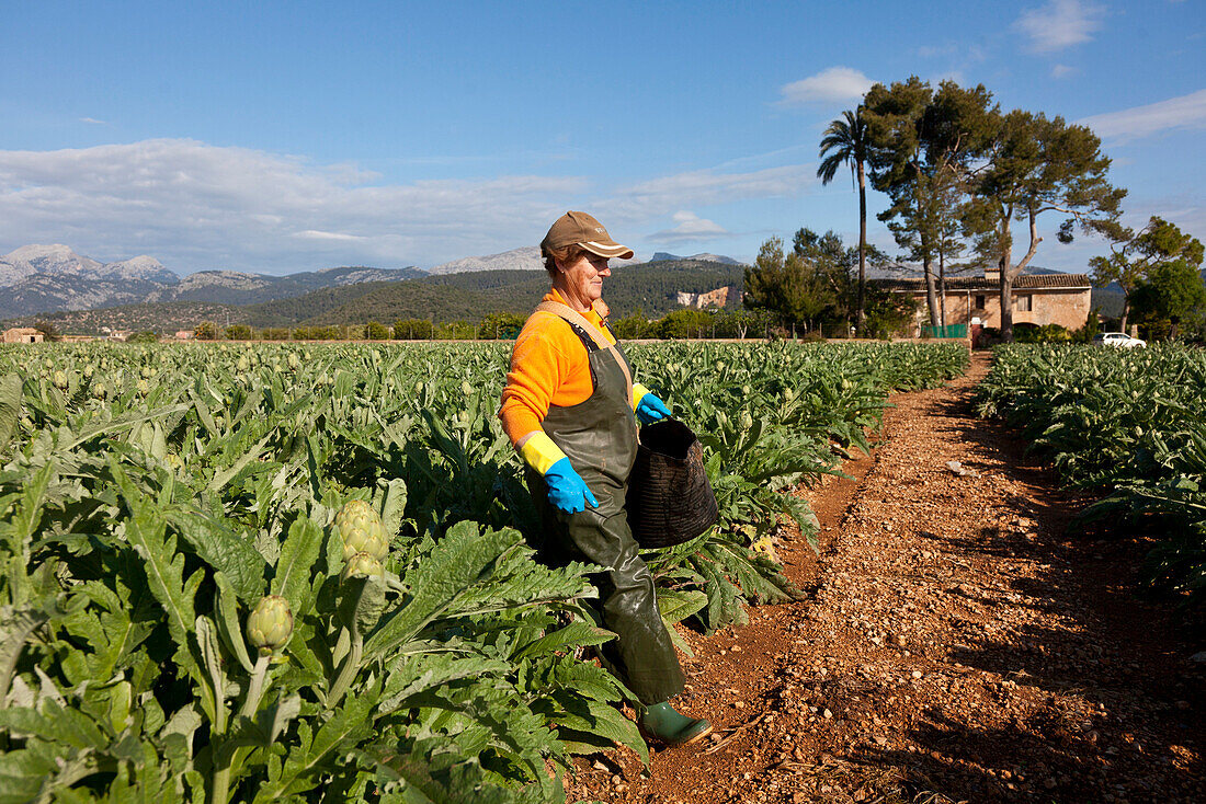 Collecting Artichoke, harvest, agriculture, lowlands Es Pla, near Sa Pobla, Mallorca, Spain
