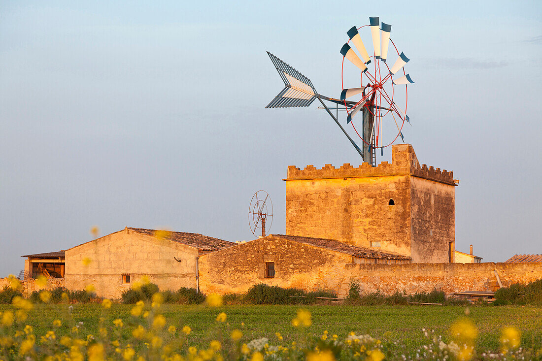 Wind mill with a flower meadow in summer, symbol of Mallorca, Es Pla, near Palma de Mallorca, Spain