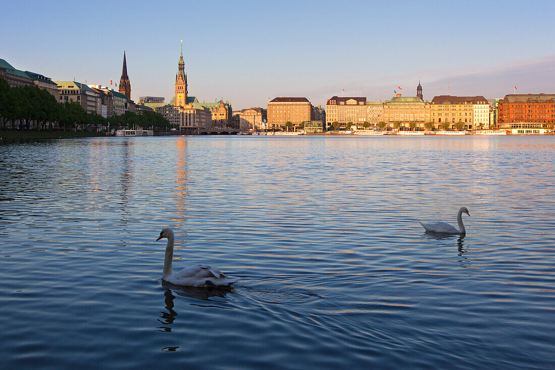 Schwäne auf der Binnenalster, Blick zum Rathaus und Jungfernstieg, Hamburg, Deutschland, Europa