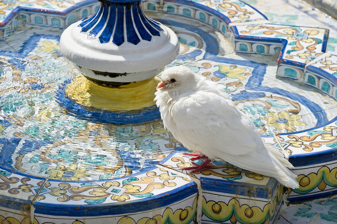 Taube am Brunnen an der Plaza de Espana, Sevilla, Andalusien, Spanien, Europa