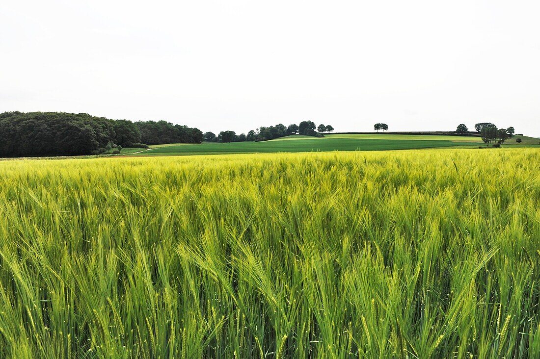 Belgium, Wallonia, grain fields
