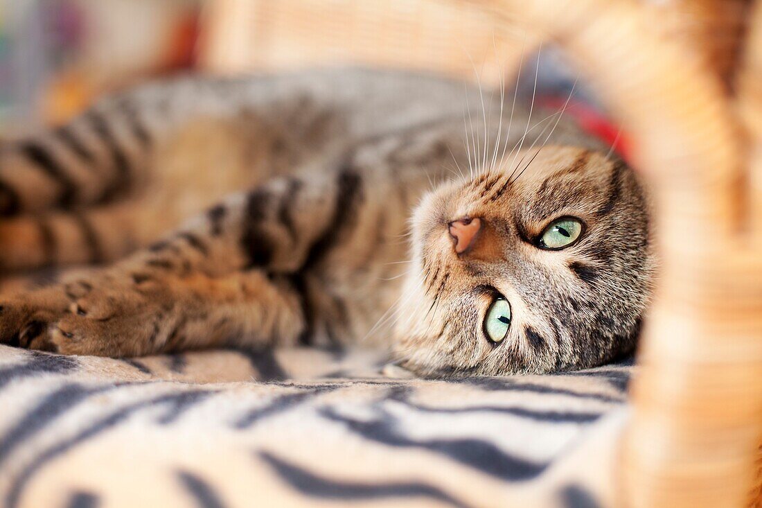 cat lay on a sofa at home, France