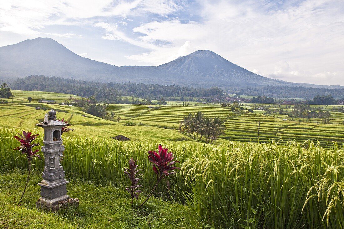 Indonesia-Bali Island-Sawah Jatiluwih Rice terraces