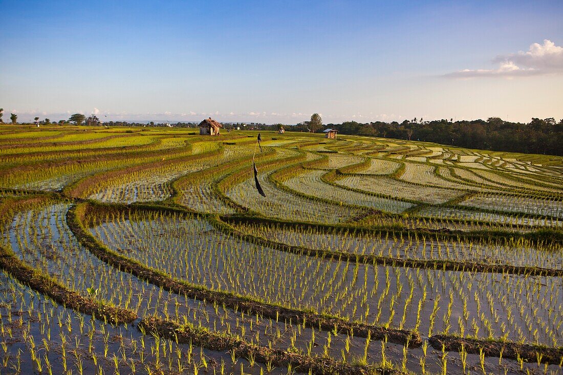 Indonesia-Bali Island-Rice fields near Tanah Lot