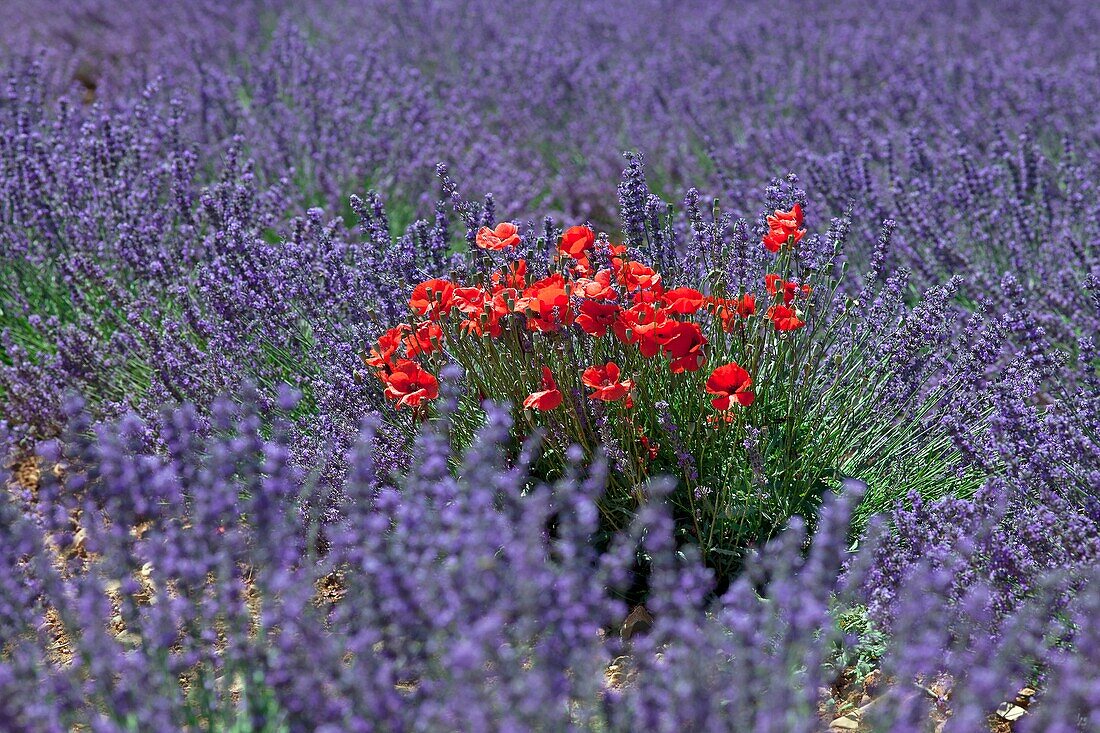 Red poppies in the middle of lavender field