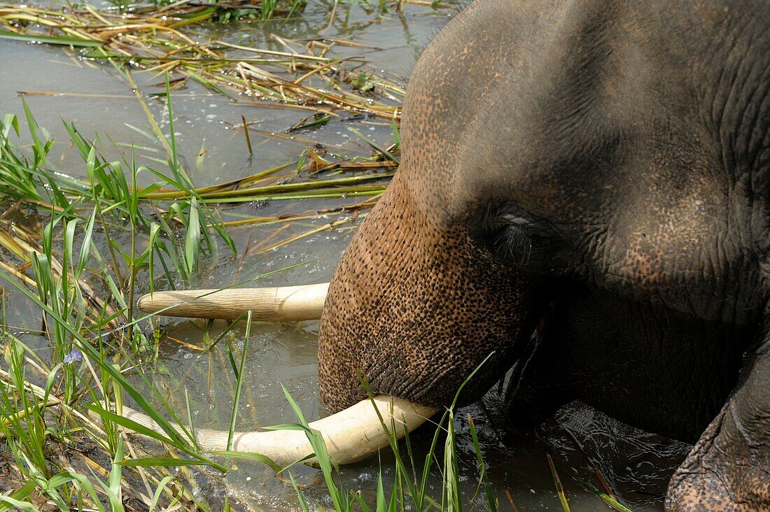 Asia, Southeast Asia, Vietnam, Highlands, Lak lake, Close up on the head of an elephant