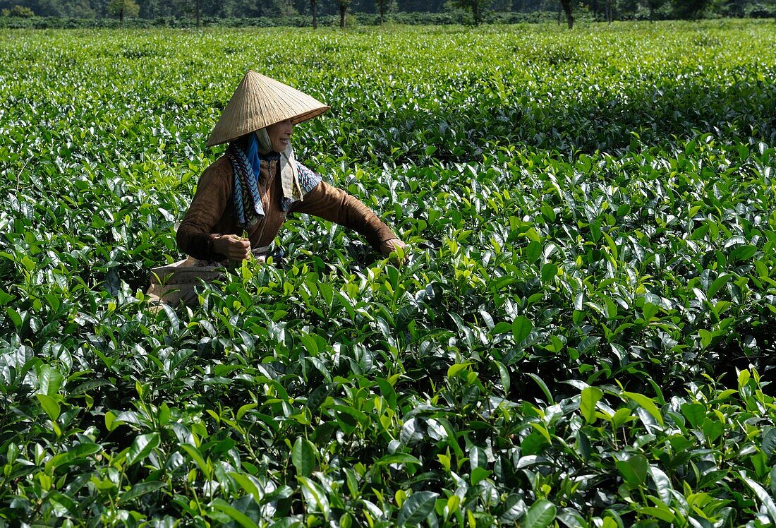 Asia, Southeast Asia, Vietnam, Central Highlands, Kon Tum, tea cultivation, woman wearing traditional conical hat working