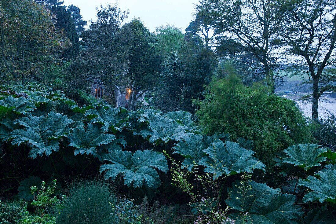 U.K, Cornwall, Garden of St Just in Roseland at twilight,Gunnera manicata