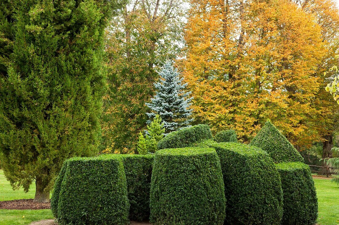U.K,Sussex,Nymans Gardens and Manor,Topiary