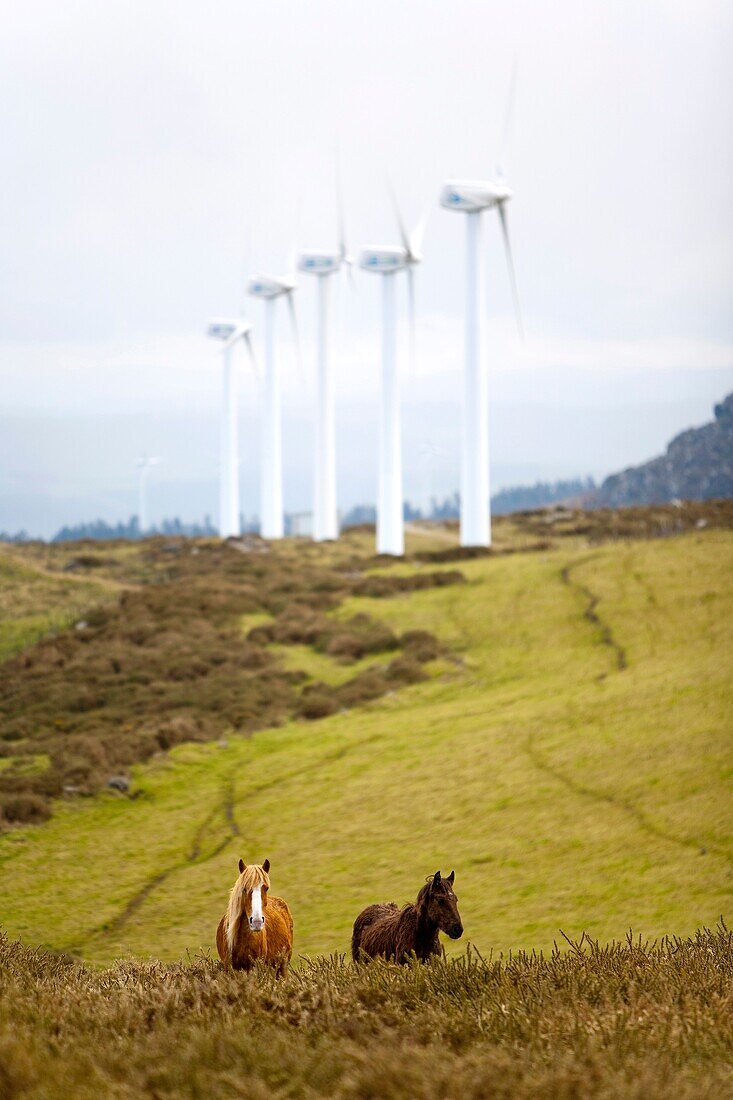 Spain  Galicia  A Coruña  Ortiguera area  Wind farm  Horses