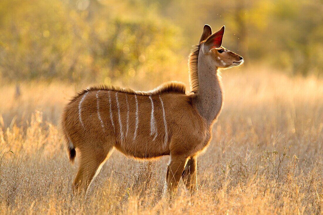 Greater kudu Tragelaphus strepsiceros, Kruger National Park, South Africa