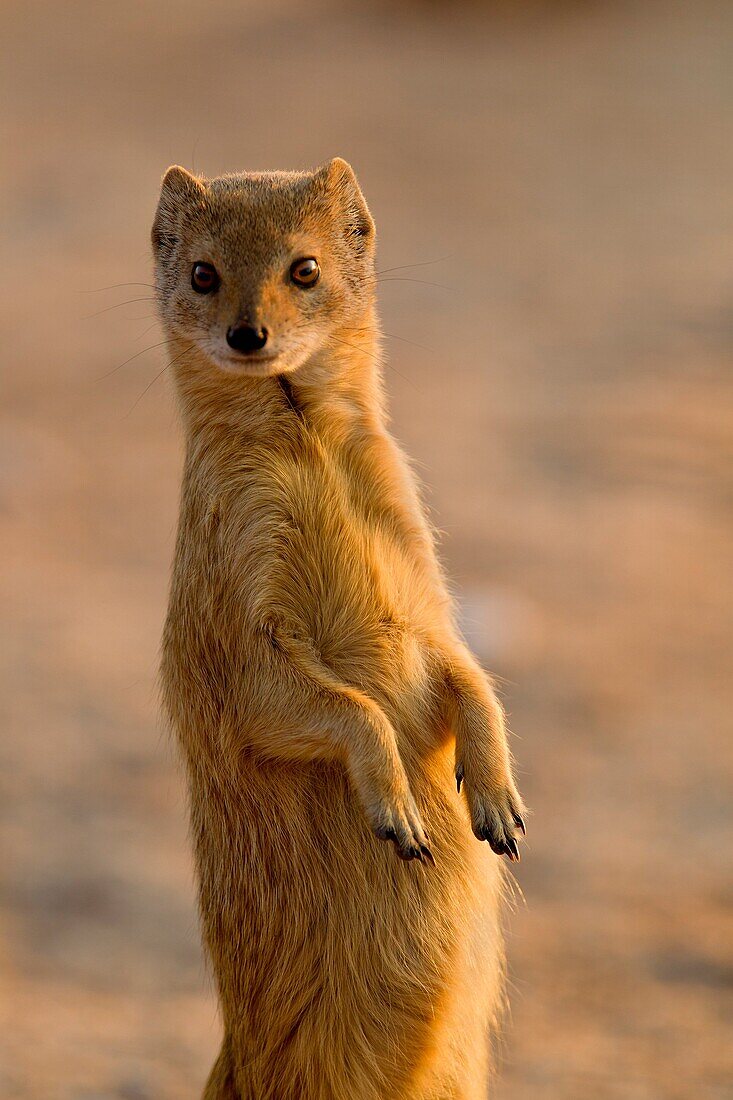 Yellow mongoose Cynictis penicillata, Kgalagadi Transfrontier Park, Kalahari desert, South Africa